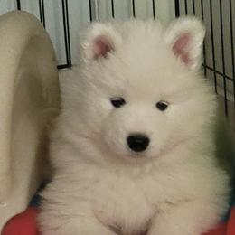 Samoyed Puppies from Samkist