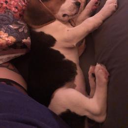 Beagle Puppies from Beech Grove Beagles