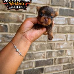 Boy 1 - Chocolate and tan male Yorkshire Terrier puppy in Mobile, Alabama from Ace of Spades Yorkies