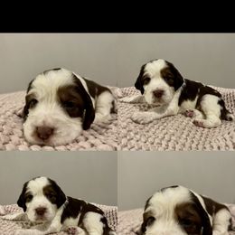 Girl 2 - English Springer Spaniel puppy in Sumter, South Carolina from Small Batch Spaniels
