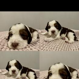 Girl 2 - English Springer Spaniel puppy in Sumter, South Carolina from Small Batch Spaniels