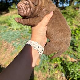 Leia - Brown female Chinese Shar-Pei puppy in North Carolina from Amy Mahaffey's Chinese Shar-Pei