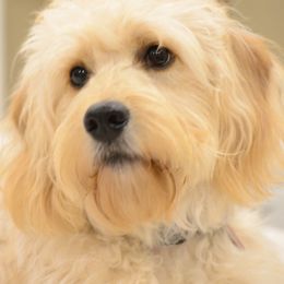 Cavapoos and Goldendoodles from Goldendoodles Utah| All sizes| Erda, Utah