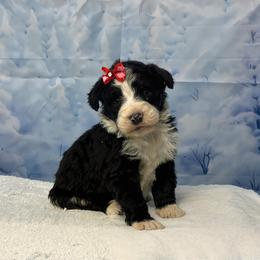 Bella - Black and white female Bernedoodle puppy in Owenton, Kentucky from Elagant Acres