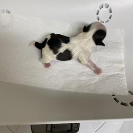 Shih Tzu Puppies from Willow Lane Shih Tzus