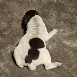 Archer - Liver and white male German Shorthaired Pointer puppy in Norwich, Connecticut from Parker's Pointers