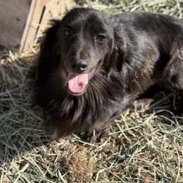 Benny - Dachshund