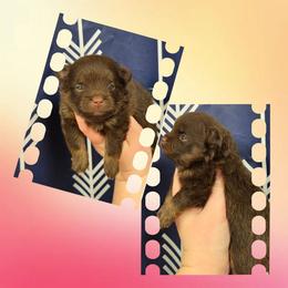 Mocha Latte - Chocolate and tan female Pomeranian puppy in Creswell, North Carolina from Grace's Poms🐾💕