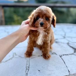 Baja Blast - Red male Cavapoo puppy in Deming, Washington from Heavenly Puppies to Love