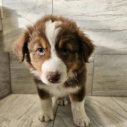 Mys m2 blue - Black tri-color male Australian Shepherd puppy in Arbela, Missouri from County Line Aussies