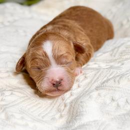 Waylon - Red  male Goldendoodle puppy in Queen Creek, Arizona from Goldendoodle AZ