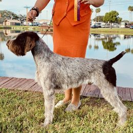 Creed - German Wirehaired Pointer