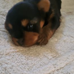 Yorkshire Terrier Puppies from Chestnut Yorkies