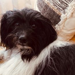 Adyleia - Coton de Tulear