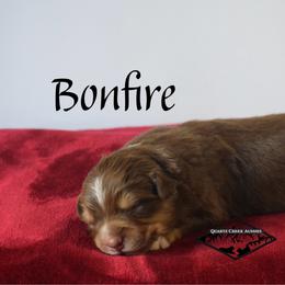 Bonfire - Red tri male Miniature Australian Shepherd puppy in Cody, Wyoming from Quartz Creek Aussies