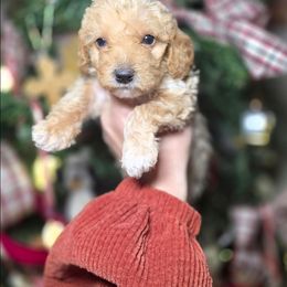 Winter - Buff and white female Cockapoo puppy in West Point, Mississippi from Golden Paws
