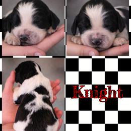 Knight - Black and white male English Springer Spaniel puppy in Florida from Thunderbird Springers
