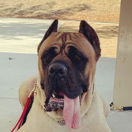 Cane Corso All Grown Up from WesCo Kennels