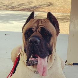 Cane Corso All Grown Up from WesCo Kennels