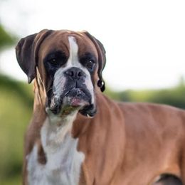 Moses - Boxer