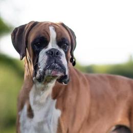 Moses - Boxer