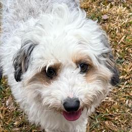 Bonnie - Aussiedoodle