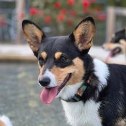 Minnie Mouse - Pembroke Welsh Corgi