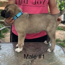 Boy 1 - Fawn male Anatolian Shepherd Dog puppy in Daggett, Michigan from T&S Anatolians