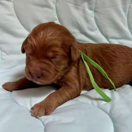 Deacon - Red  male Goldendoodle puppy in Placerville, California from New Dawn Poodles and Doodles