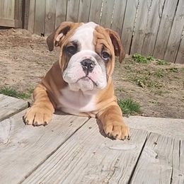 Bulldog Puppies from Mary Estabrook