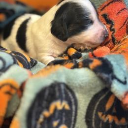 Berlioz - Piebald male Dachshund puppy in Vancouver, Washington from Cascade Minis