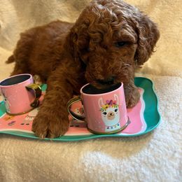 Poodle Puppies from Lisa Riley