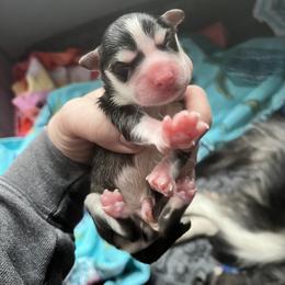 Pomsky Puppies from Full Moon Pomskies