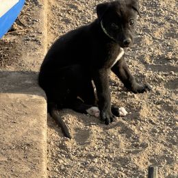 Golden Retriever and Greyhound Puppies from K and E Kennels