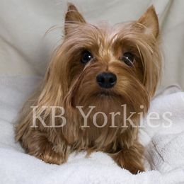 Sugar - Yorkshire Terrier