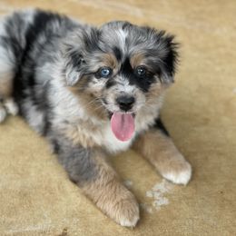 Miniature Australian Shepherd Puppies from Rebel Creek Mini Aussies