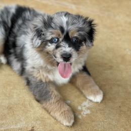 Miniature Australian Shepherd Puppies from Rebel Creek Mini Aussies
