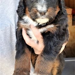 Bernedoodle Puppies from Flat Creek Bernedoodles