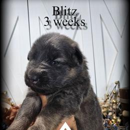 Blitz - Blue female German Shepherd puppy in Sequim, Washington from German Shepherd Haus