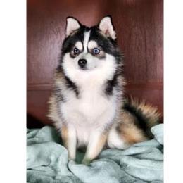 Dexter - Pomsky