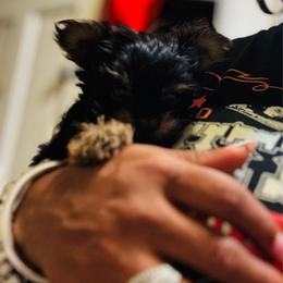 Blossom - Black and tan female Yorkshire Terrier puppy in Detroit, Michigan from Friends4everkennel LLC
