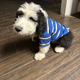 Oscar Orange - Black and white Sheepadoodle puppy in Camarillo, California from Oodles and Oodles of Doodles