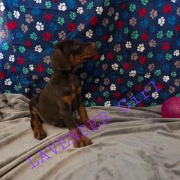 Lavender - Red and rust female Doberman Pinscher puppy in Knox, Indiana from Double River Dobermans
