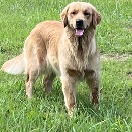 Roxie - Golden Retriever