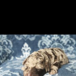 Assorted Doodle Crosses Puppies from Doodles Domain