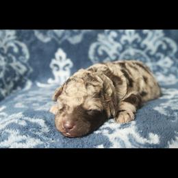 Assorted Doodle Crosses Puppies from Doodles Domain