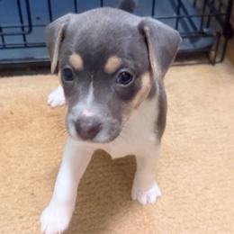 Girl 3 - Blue white and tan female Rat Terrier puppy in Marshall, North Carolina from Meadows Rat Terrier