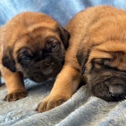 Rosalina - Apricot female Mastiff puppy in Wewoka, Oklahoma from P Diamond Mastiffs