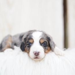 Pebble - Merle female Bernedoodle puppy in Spokane, Washington from Lilac City Doodles