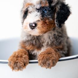 Annabelle - Merle female Bernedoodle puppy in Lititz, Pennsylvania from Sleepy Hollow Acres